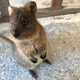 File photo of a quokka on Rottnest Island, Australia, taken in 2018